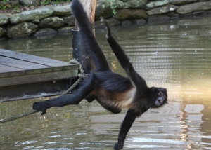 クモザル 長崎バイオパーク Zooっと近くにふれあえる九州の動物園 植物園