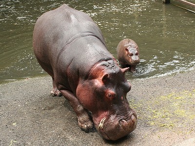 カバのムーが急死しました 長崎バイオパーク Zooっと近くにふれあえる九州の動物園 植物園