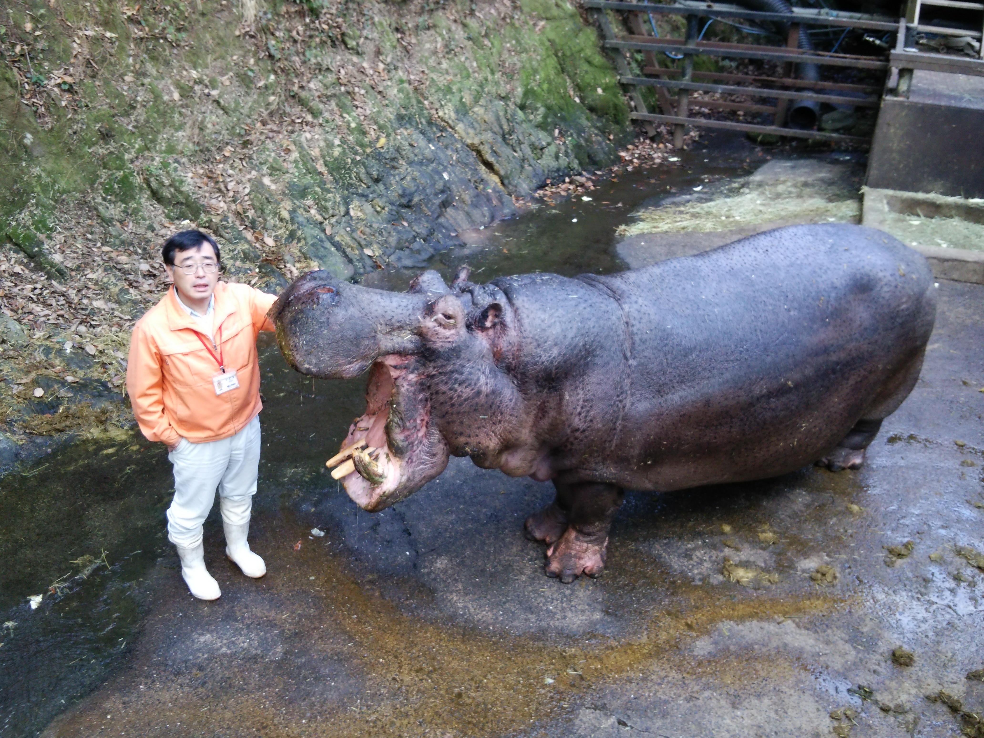 ファーブル伊藤の生き物日記 カバたちの住み分け 長崎バイオパーク Zooっと近くにふれあえる九州の動物園 植物園